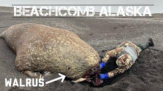 Alaska Beachcombing for Walrus and Glass Floats