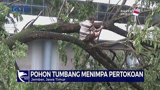 Angin Kencang Tumbangkan Pohon di Jember, Jawa Timur, Pohon Tumbang Timpa Pertokoan - SIP 09/01