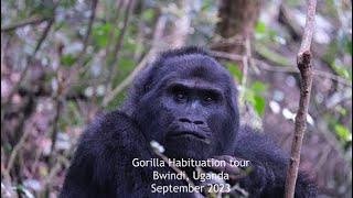 Gorilla Habituation tour in Bwindi Uganda September 2023