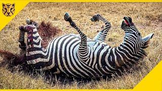 30 Momen Mengerikan Zebra Terluka Namun Masih Hidup