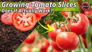 Growing Tomato Plants From Sliced Tomatoes // Will They Grow?