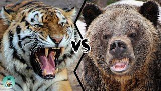 SIBERIAN TIGER VS GRIZZLY BEAR - Which is the strongest?