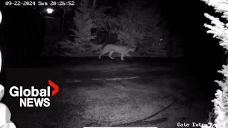 Dog survives cougar attack in Alberta, encounter caught on surveillance video