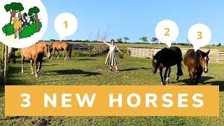 How to introduce NEW HORSES in the herd