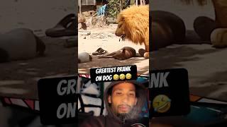 Funniest prank on sleeping dog  Fake lion scared dog prank #dailymemes #funnymemes #hahaha