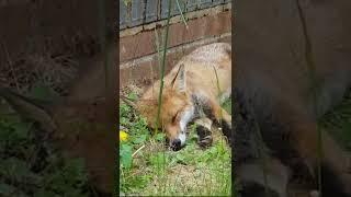 Wild Fox Fell Asleep In My Garden