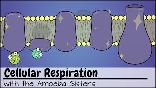 Cellular Respiration (UPDATED)