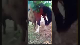 Horse  Mating Pig  #shorts