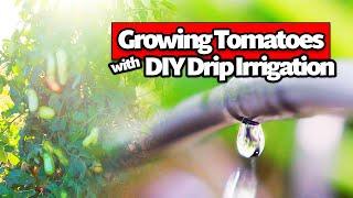 Growing Tomatoes with Drip Irrigation