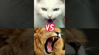 KUCING VS SINGA #cat #shorts