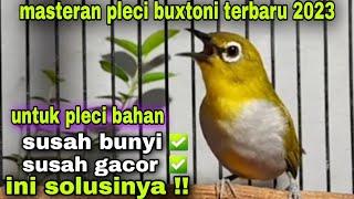 Masteran Pleci Buxtoni Terbaru 2023_Untuk Pleci Bahan Biar Cepat Gacor Ngalas Ngerol Nembak