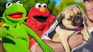 Kermit The Frog and Elmo Buy a NEW Puppy!