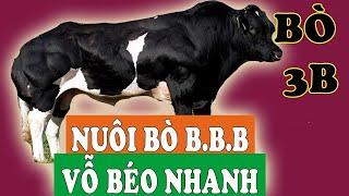 NUÔI BÒ 3B VỖ BÉO - BÍ QUYẾT KINH ĐIỂN GIÚP BÀ CON LÃI CAO | VTC16