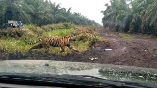 Tim Gabungan BBKSDA Riau Kembali Mencari Harimau Bonita