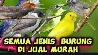 HARGA BURUNG DI ABADI BIRD