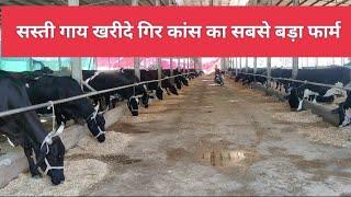 सस्ती गाय खरीदे गिर का़ँस का सबसे बड़ा फार्म /gir cross kha s khridh #gircrosscowpricsrajsthanindia