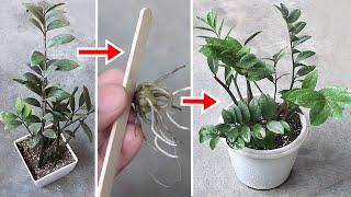 DO THESE To Make ZZ Plant BUSHY FASTER!