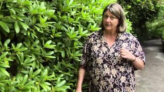 How to Prune Rhododendrons - Instructional Video w/ Plant Amnesty