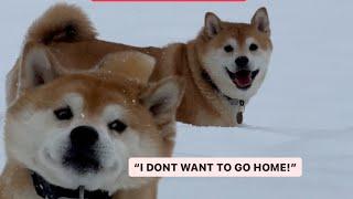 Shiba Running Around in Deep Snow - Snow Day!