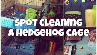 Spot Cleaning a Hedgehog Cage (2014)