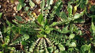 BOCCIONE MAGGIORE (Urospermum dalechampii famiglia Asteraceae) a marzo in rosetta basale