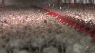 The Rise of Industrial-Scale Chicken Production | Pew