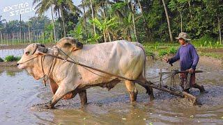 Rice Plow Using Cows! Farmers Plow the Rice Fields Using Cows