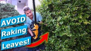 Hedge Trimming Cleanup Hacks:  Avoid Raking Leaves, Clippings DeWalt Trimmer