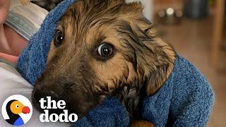 Reactive Dog Just Needed One Thing | The Dodo