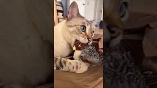 #123 Funniest Cats And Dogs videos  #funny #animals #cuteanimals