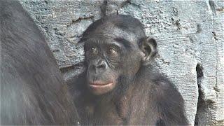 Bonobos at Jacksonville Zoo