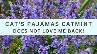 Cat's Pajamas Catmint Doesn't Love Me Back!