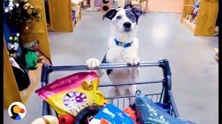 Dogs Break Out of Vet, Go On A Shopping Spree | The Dodo