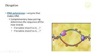 DNA Replication: Inititaion, Elongation, and Termination