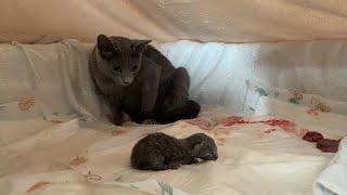 Katzengeburt Kedi Doğumu cat birth