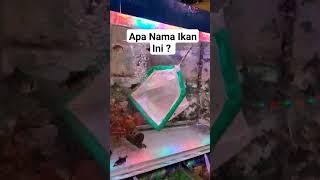 Ikan Hias #ikanhias #ikanhiascantik #ikanhiasaquarium