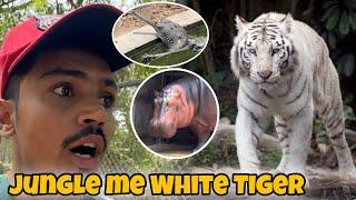 Real White Tiger Mila  Itne Animal Aagye