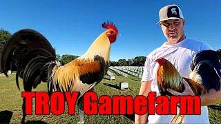 Lets Visit The Farm Of TROY Gamefarm