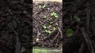 BASIL Sprouts #seedstarting #gardening #growingfood #zone8b #herbs