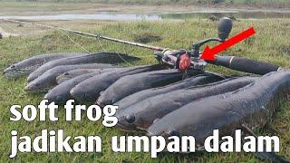 cara mancing casting ikan gabus haruan saat panas pakai umpan soft frog