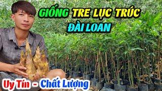 Địa Chỉ Mua Bán Giống Tre Lục Trúc Đài Loan Ở Đâu Uy Tín Nhất | Tre Lục Trúc Giống Thái Nguyên