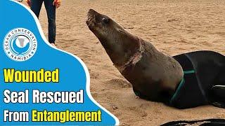 Wounded Seal Rescued From Entanglement