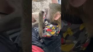 Little Baby is Dressed #monkeyaround #monkey #funny #monkeylove #cute