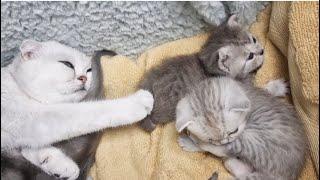 Mother cat admires her kittens, quietly purrs