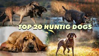 20 Best Hunting Dogs for Tracking Any Kind of Prey | Top Dogs