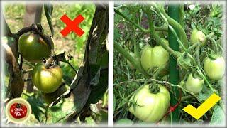 AVOID MISTAKE that kills tomato- STOP the blight!