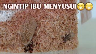 Ngintip Ibu Menyusui