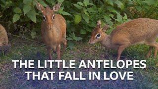 The little antelopes that fall in love | Inside the Zoo | BBC Scotland