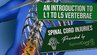 Spinal Cord Injuries L1, L2, L3, L4, & L5 Vertebrae Explained. Symptoms, Recovery, Causes, Prognosis