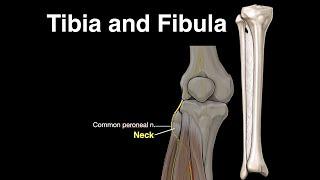 Tibia and Fibula